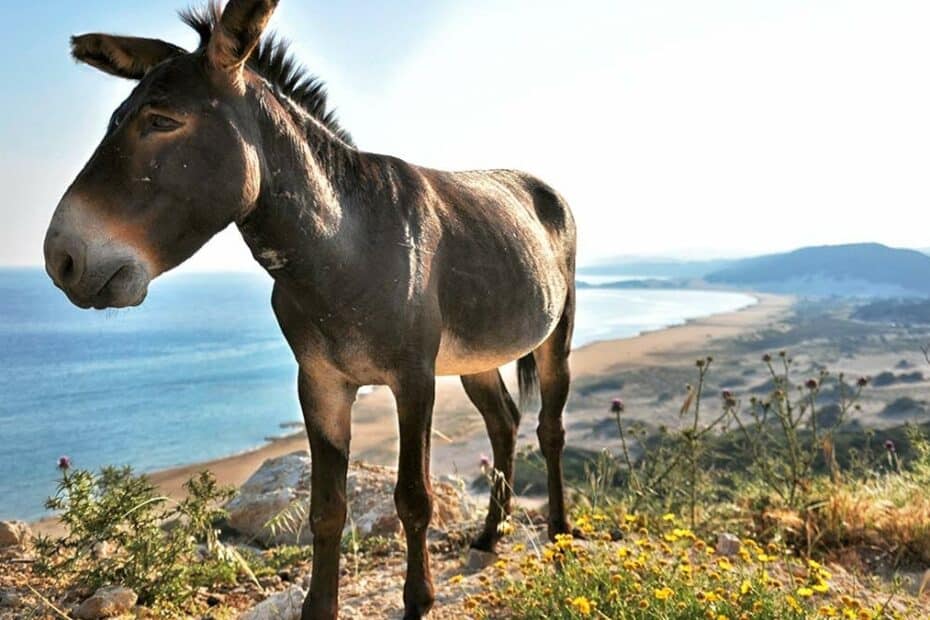 The Farmer's Donkey - A Short Story About Using Troubles as Stepping Stones