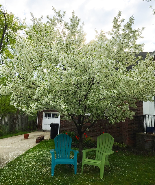 The Mother's Day tree. The gift that keeps on giving.