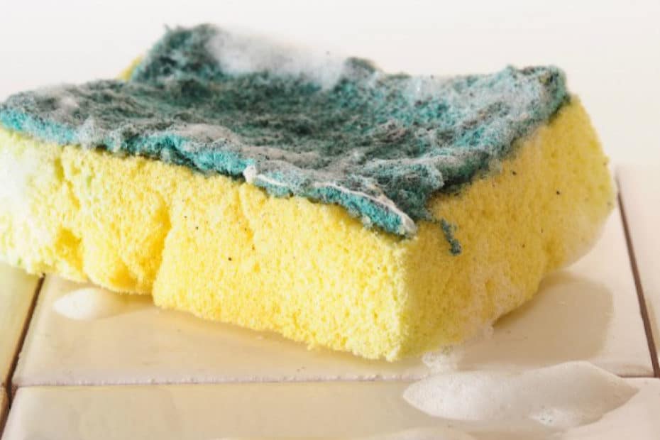 sponges collect food slideshare sponges move slideshare