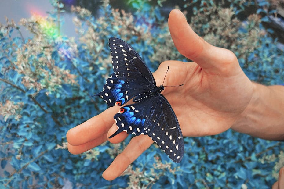 Would You Rip The Wings Off A Butterfly For An All-Expenses-Paid Vacation?
