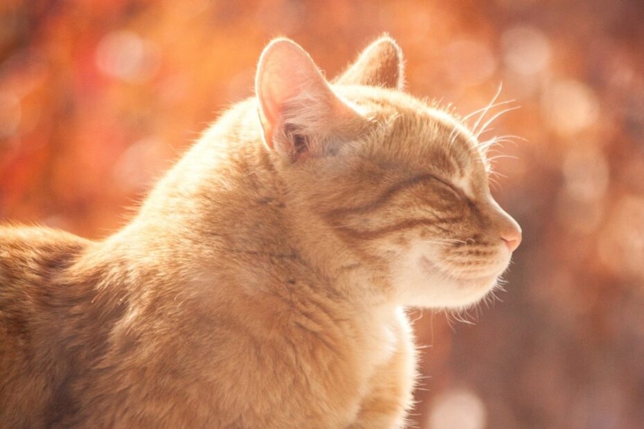 The Monk Disguised As A Ginger Cat