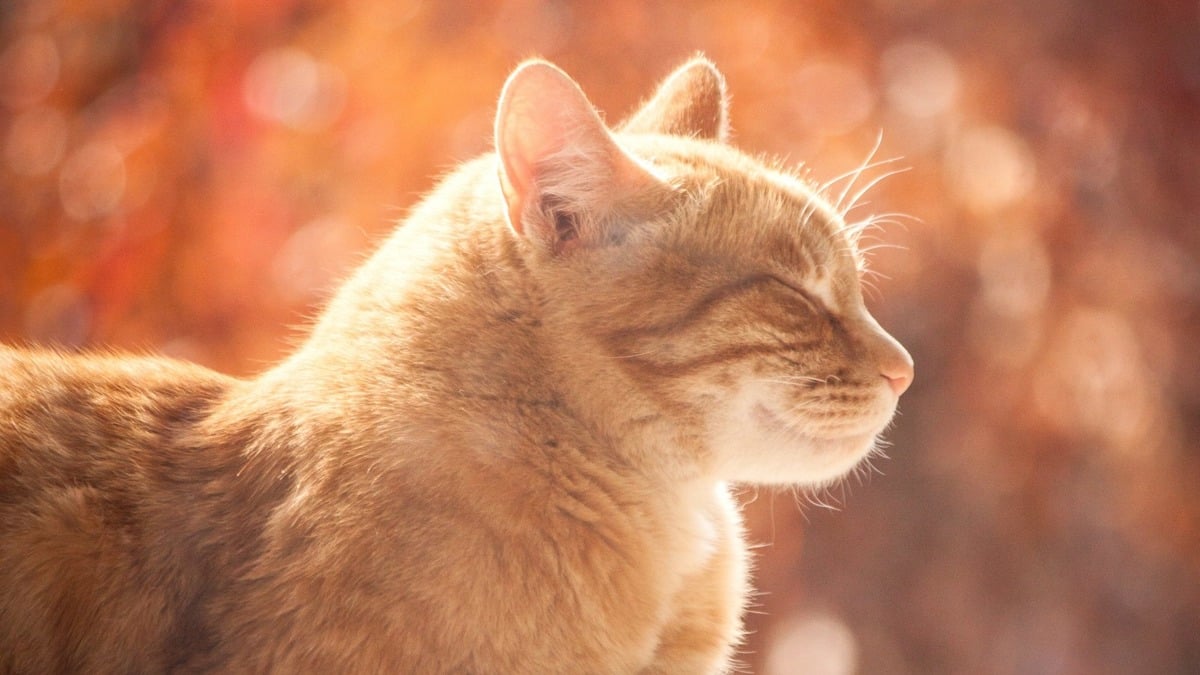 The Lazy Cat or The Enlightened Monk? You Decide…